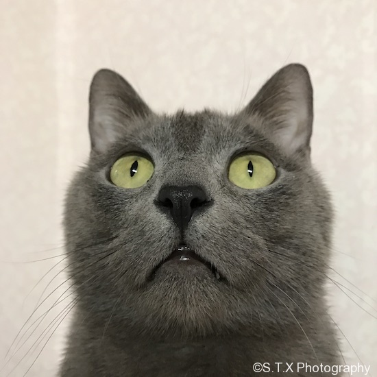 Russianblue