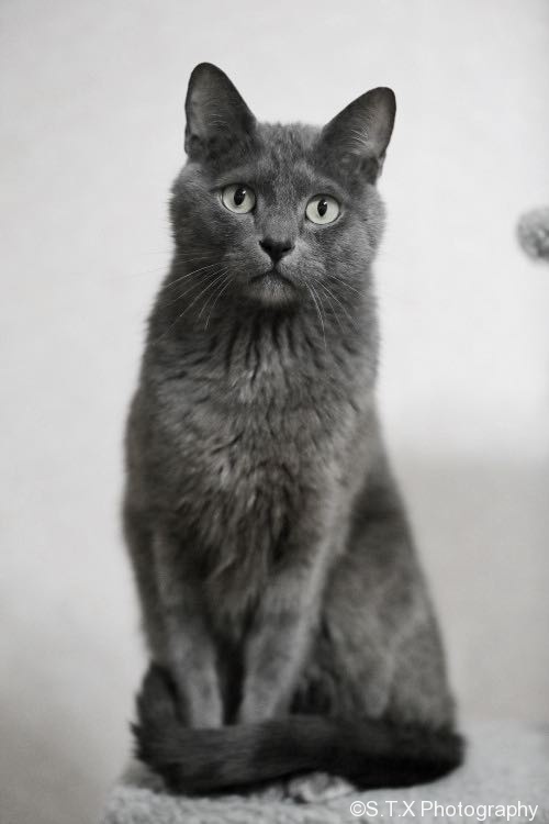 Russian Blue Portrait