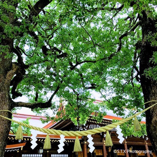 明治神宫、Meiji Jingu Shrine