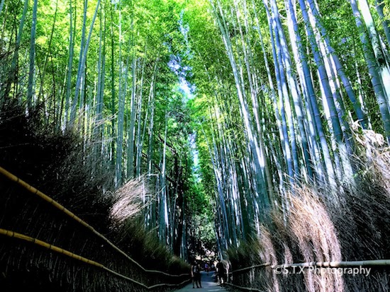 峨嵯野竹林