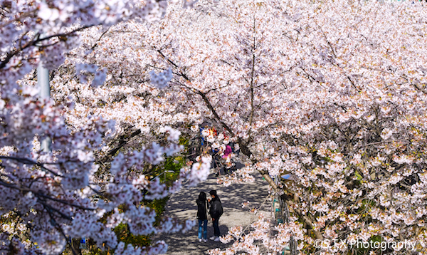 首尔樱花、韩国风光、飘在思密达
