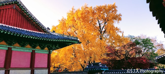 手机摄影作品、首尔的秋天