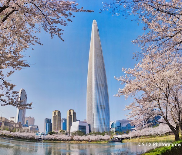 首尔樱花绽放、韩国美景