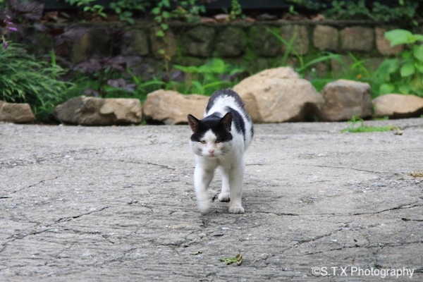 飘在思密达与流浪猫