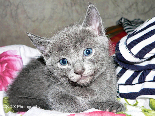 俄罗斯蓝猫猫仔