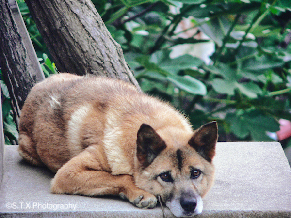 中华田园犬