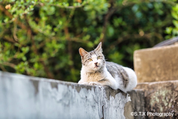 飘在思密达、流浪猫