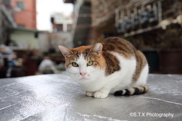 飘在思密达与流浪猫