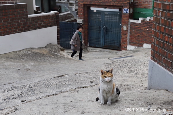 飘在思密达、流浪猫