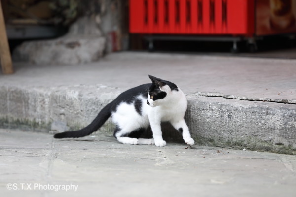 飘在思密达与流浪猫