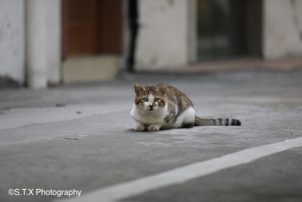 飘在思密达与流浪猫