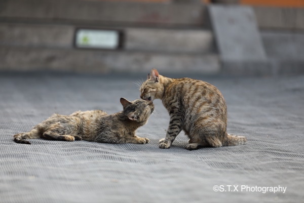 飘在思密达与流浪猫