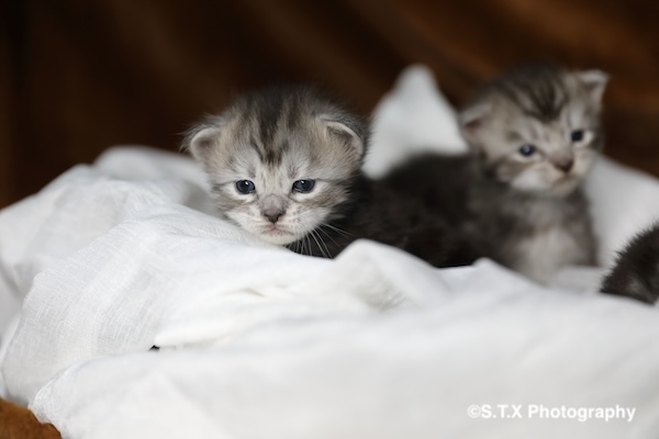 飘在思密达猫咪写真