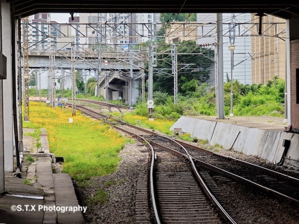 小米14 Ultra摄影作品