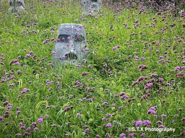 小米14 Ultra摄影作品