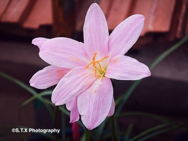 小米14 Ultra摄影作品