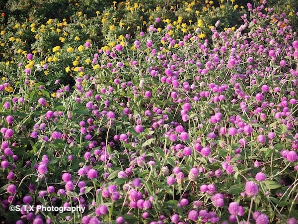 小米14 Ultra摄影作品