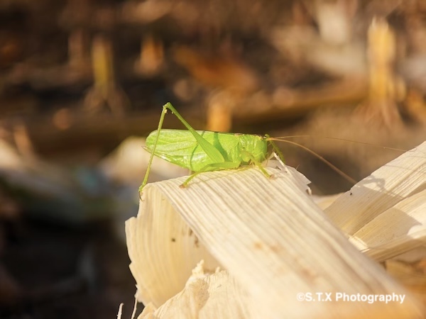 小米14 Ultra摄影作品