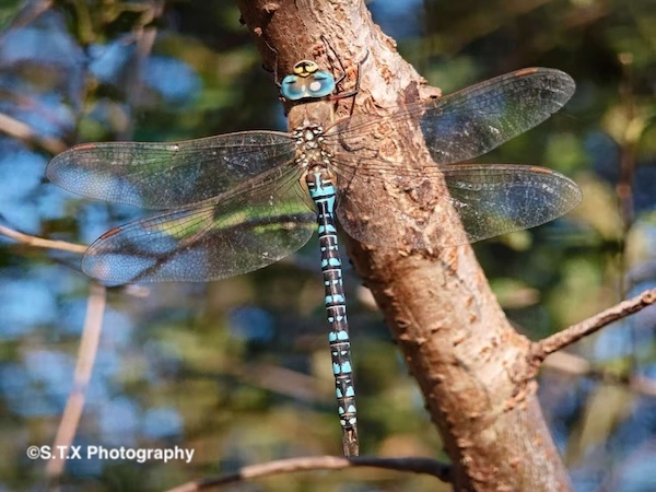 小米14 Ultra摄影作品