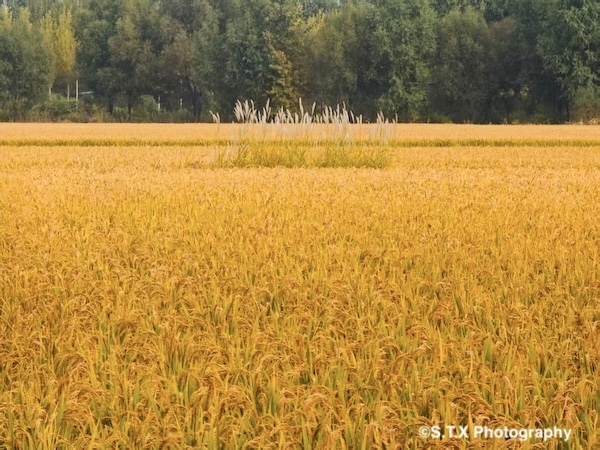 小米14 Ultra摄影作品