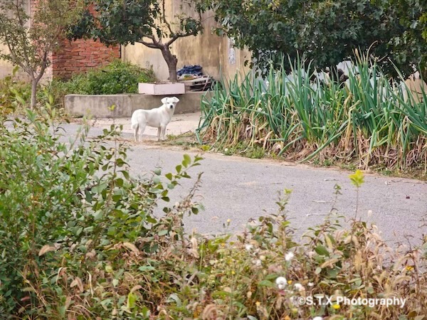 小米14 Ultra摄影作品