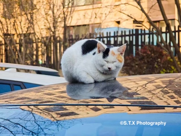 小米14 Ultra摄影作品