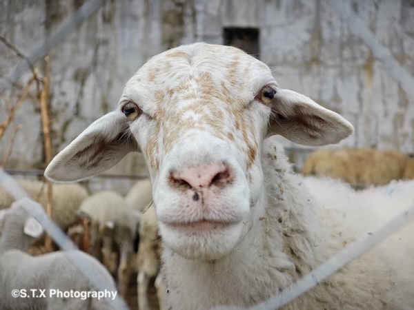 小米14 Ultra摄影作品