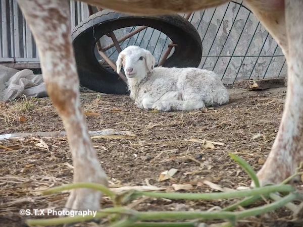 小米14 Ultra摄影作品