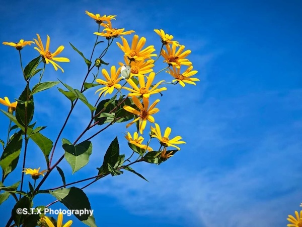 小米14 Ultra摄影作品