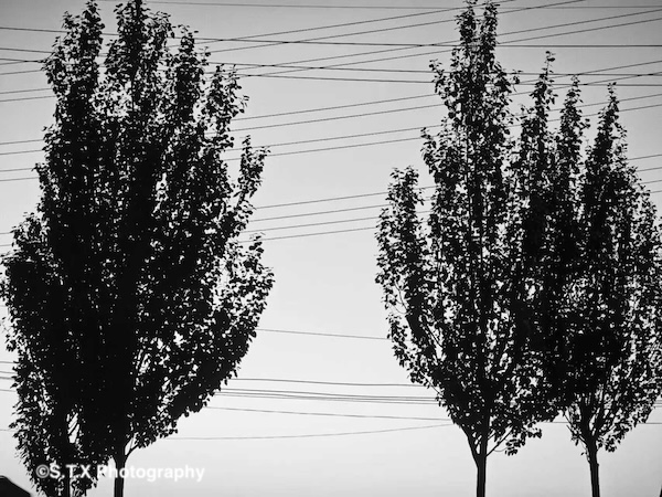 小米14 Ultra摄影作品