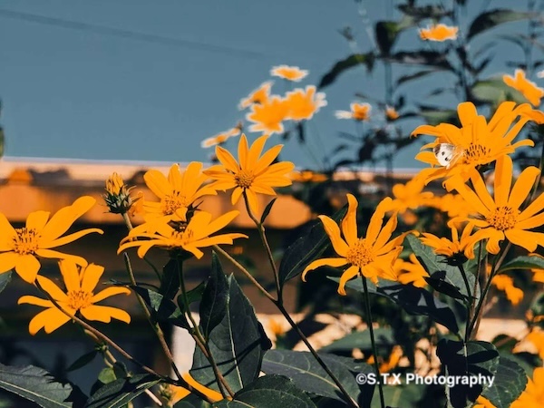 小米14 Ultra摄影作品