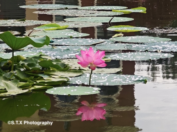 小米14 Ultra摄影作品